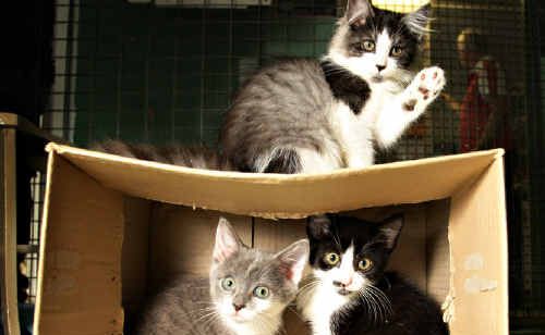 Sippy Creek Animal Refuge have lots of cats that need homes. Sippy Creek Animal Refuge have lots of cats that need homes.